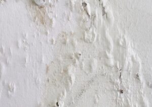 How mould and moisture affects paint